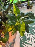 Philodendron Burle Marxe Variegated