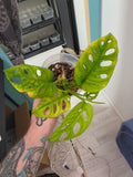 Adansonii Aurea Reverted