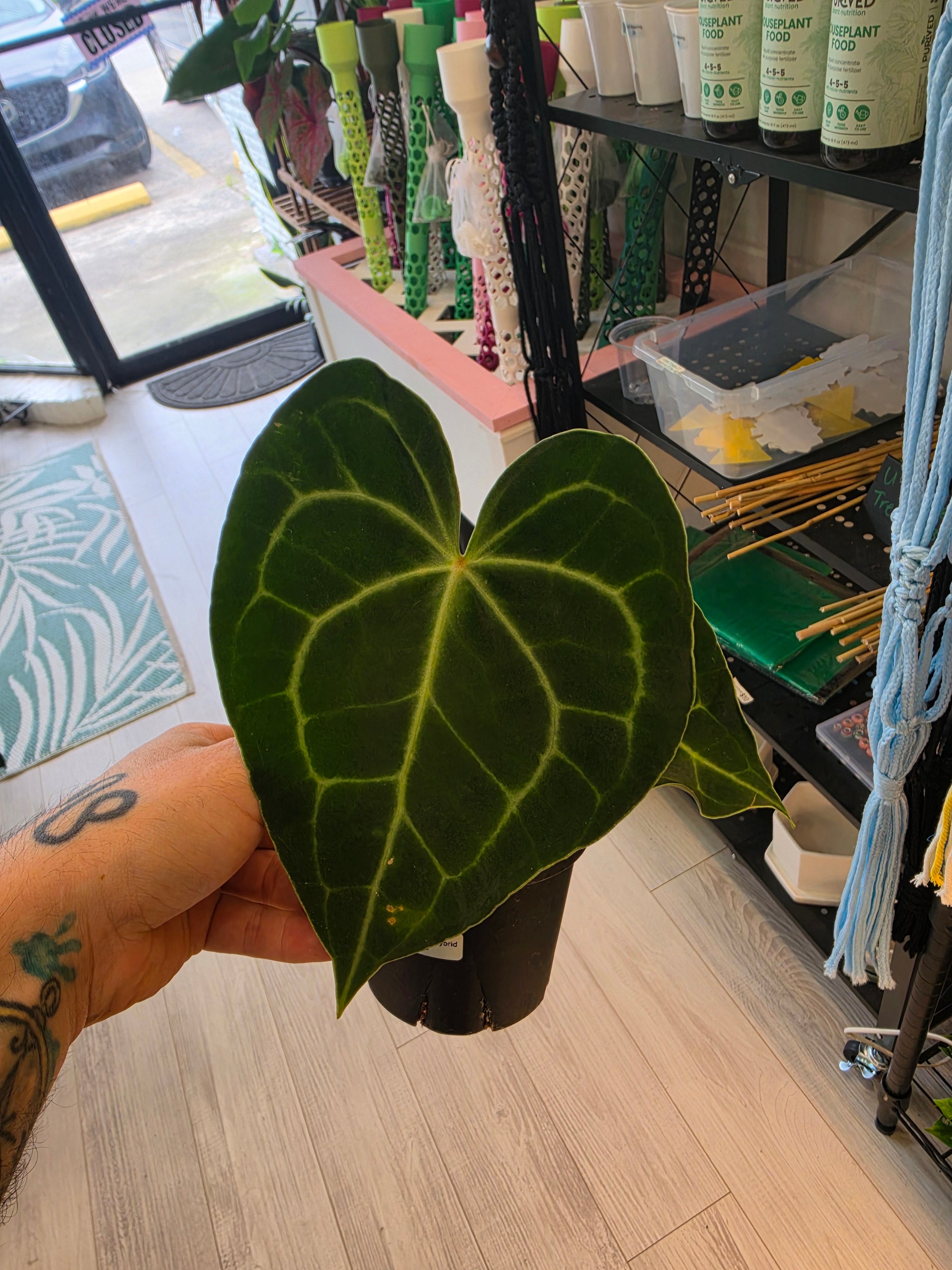 Anthurium Clarinervium Hybrid