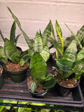 Regular Snake Plant