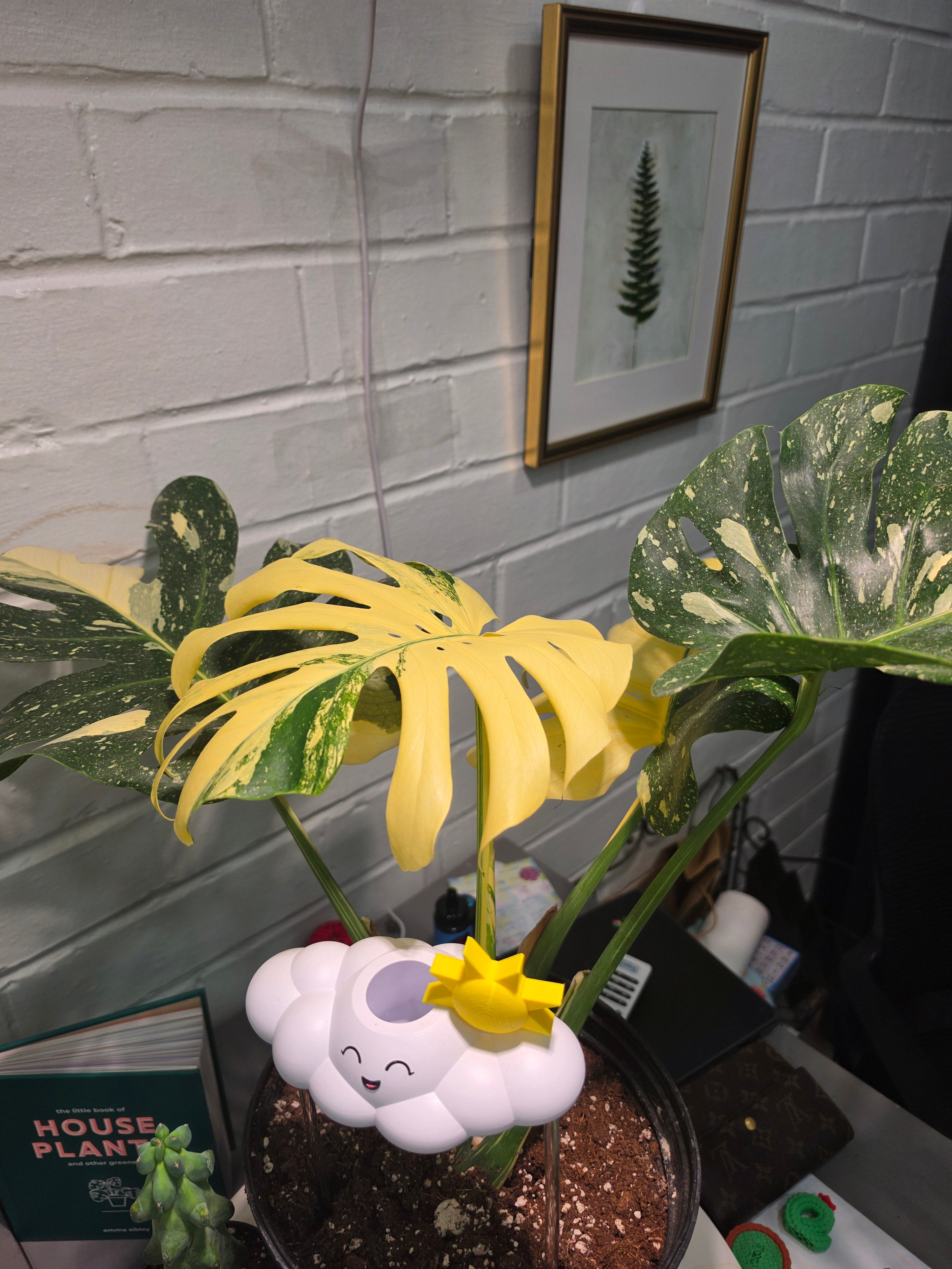 Monstera Thai Con