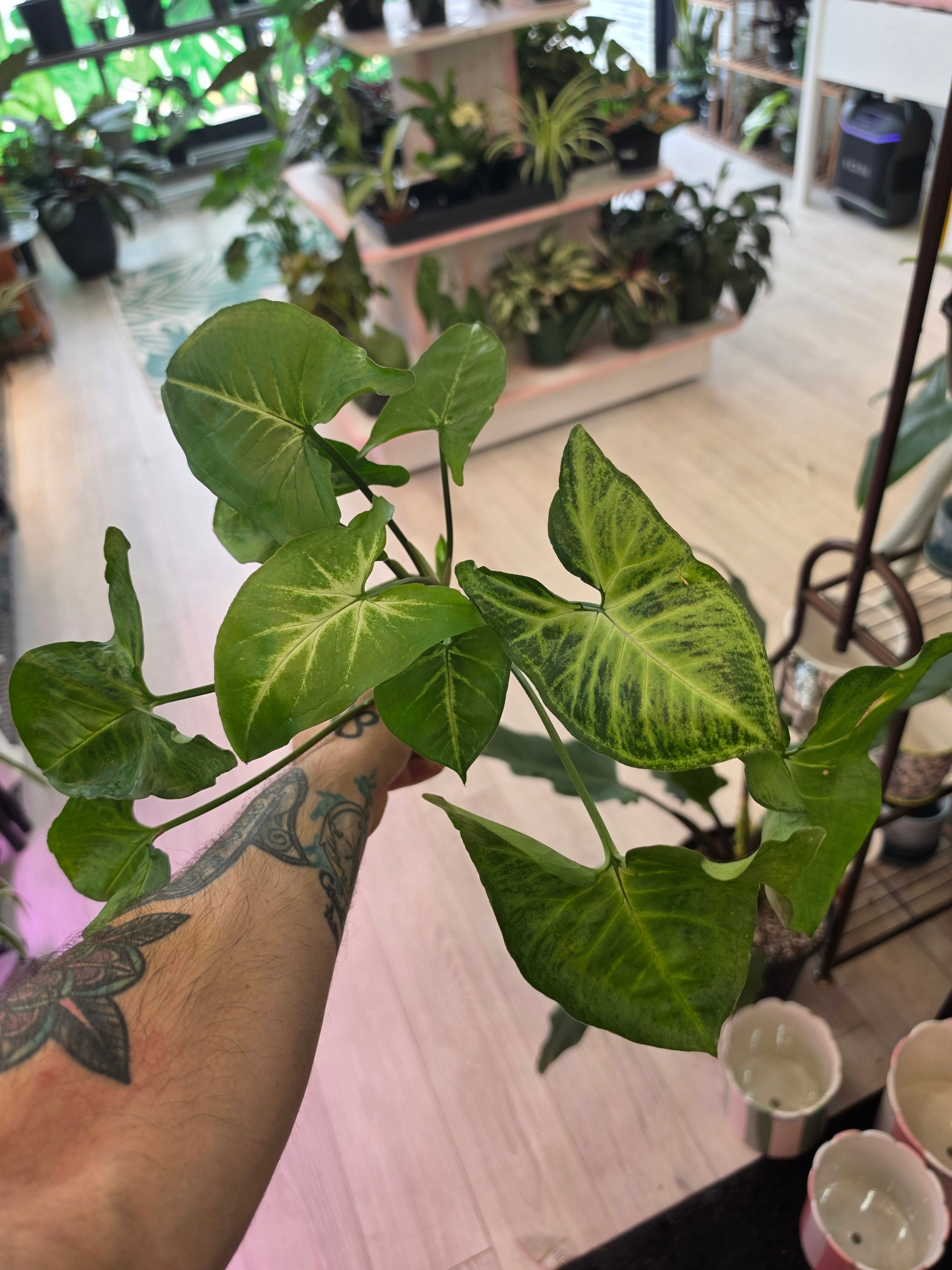 Syngonium Green Arrow