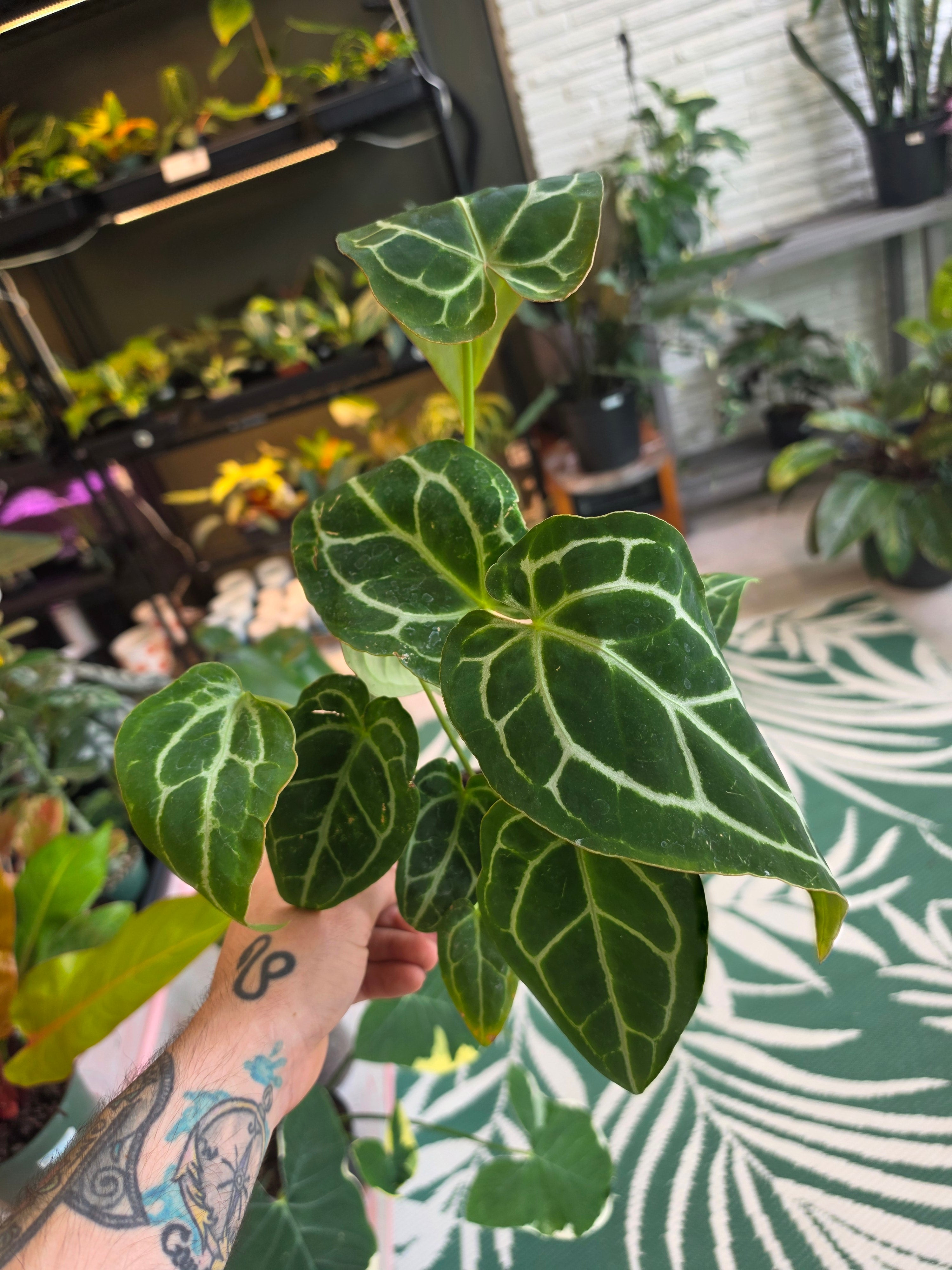Anthurium Crystallinum