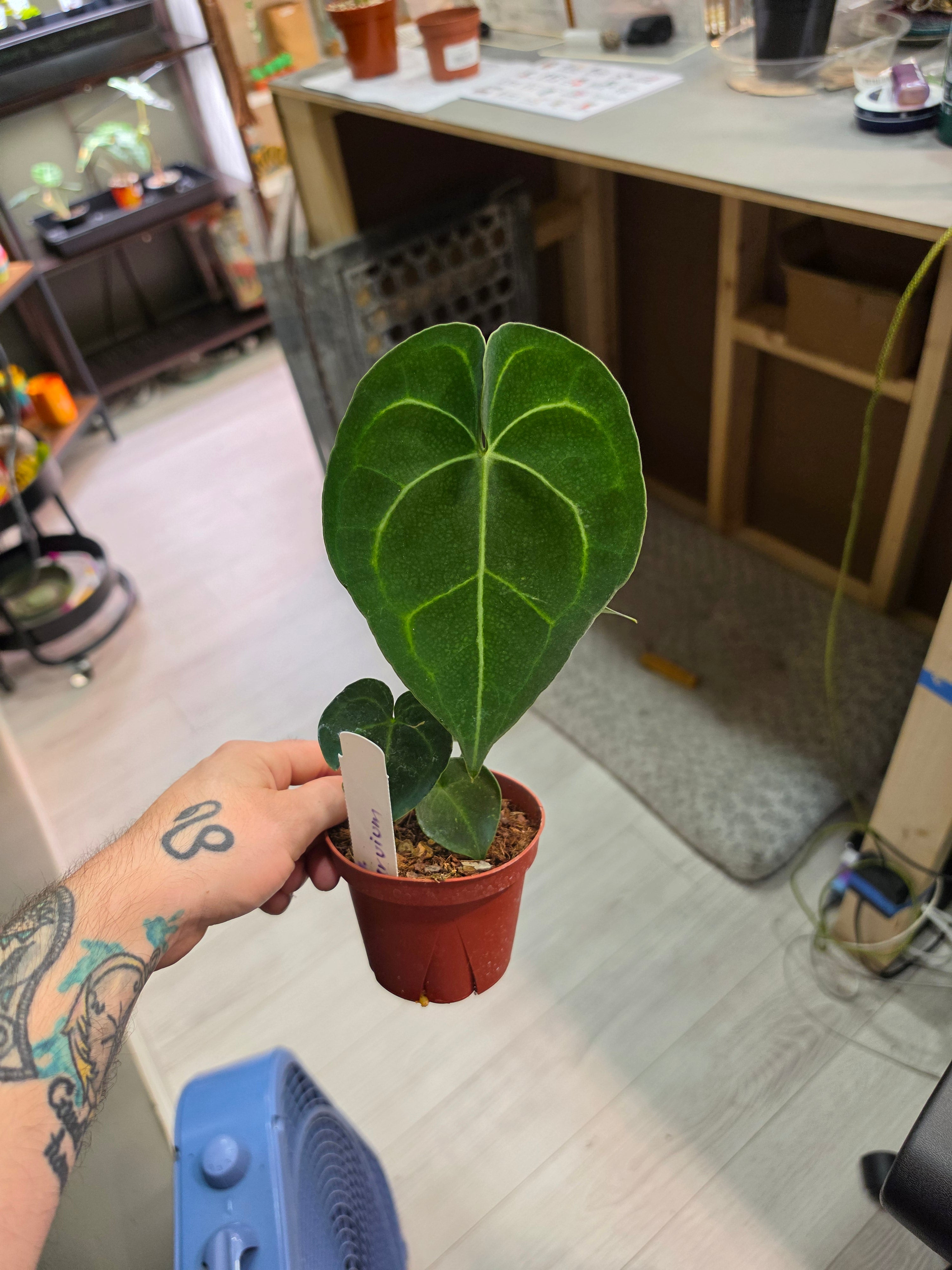 Anthurium Clarinervium Hybrid