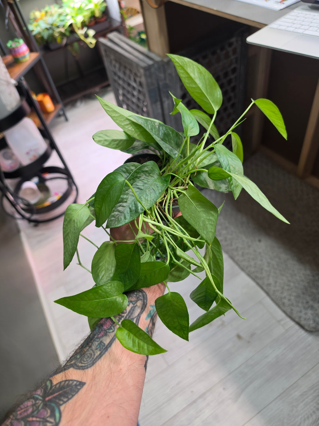 Pothos Cebu Blue