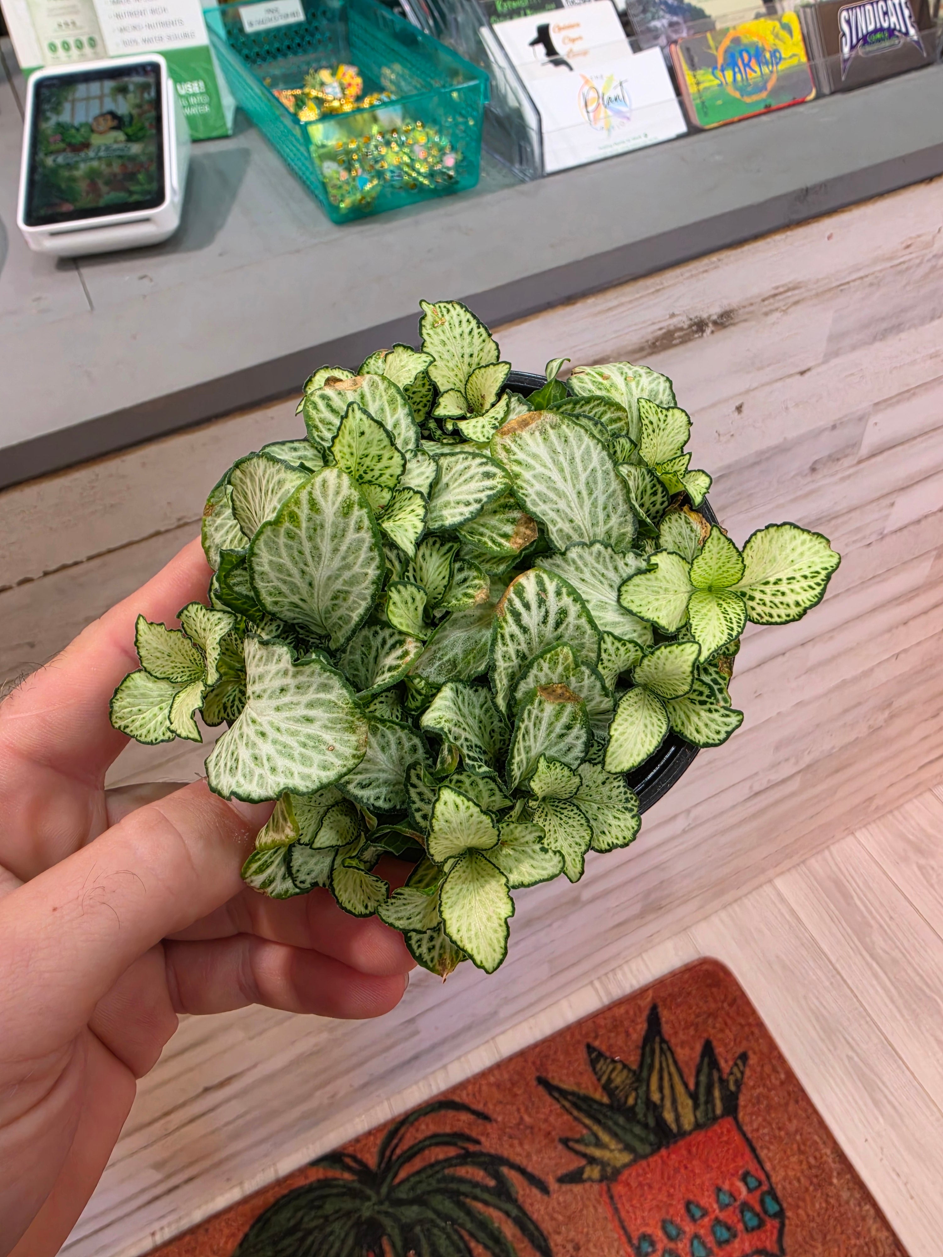 Fittonia White Tiger