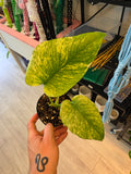 Monstera Mint