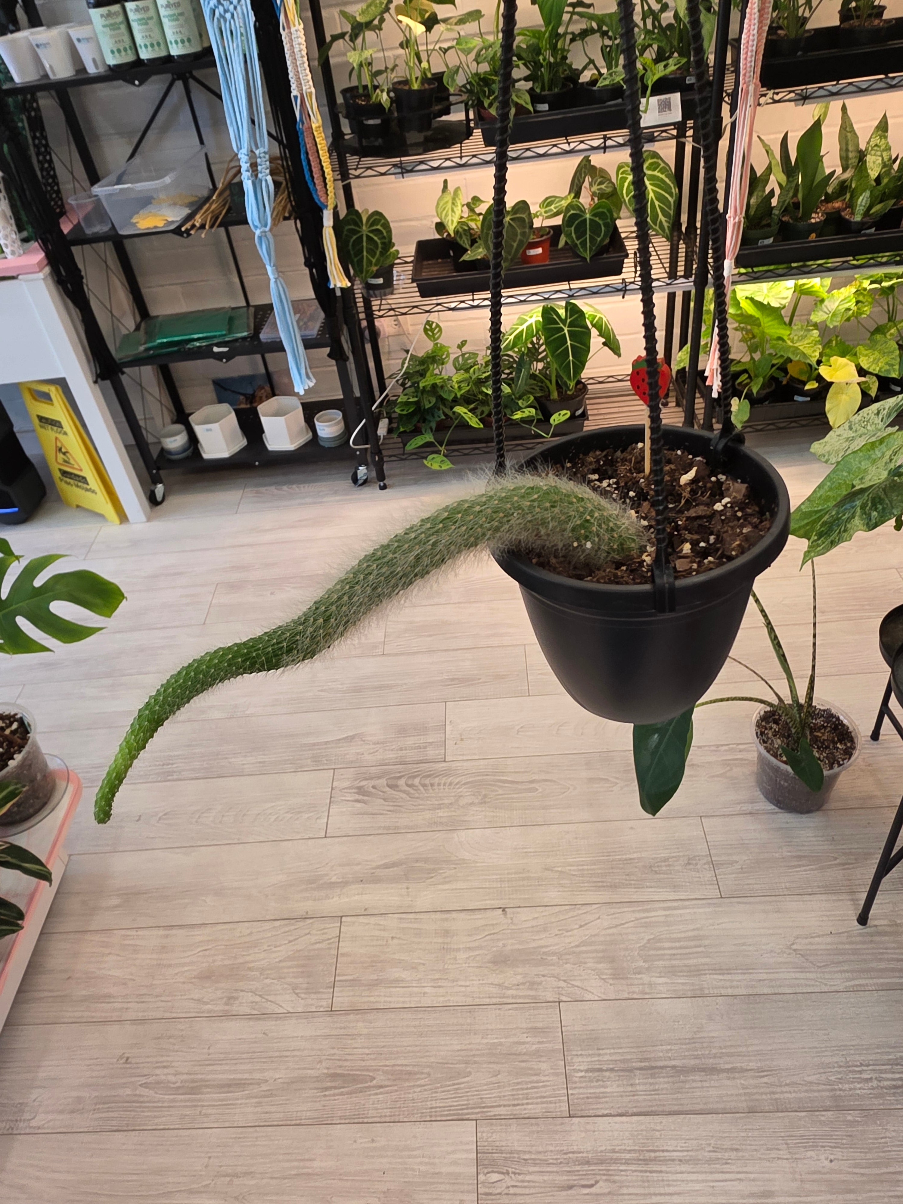 Monkey Tail Cactus