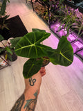 Alocasia Frydek
