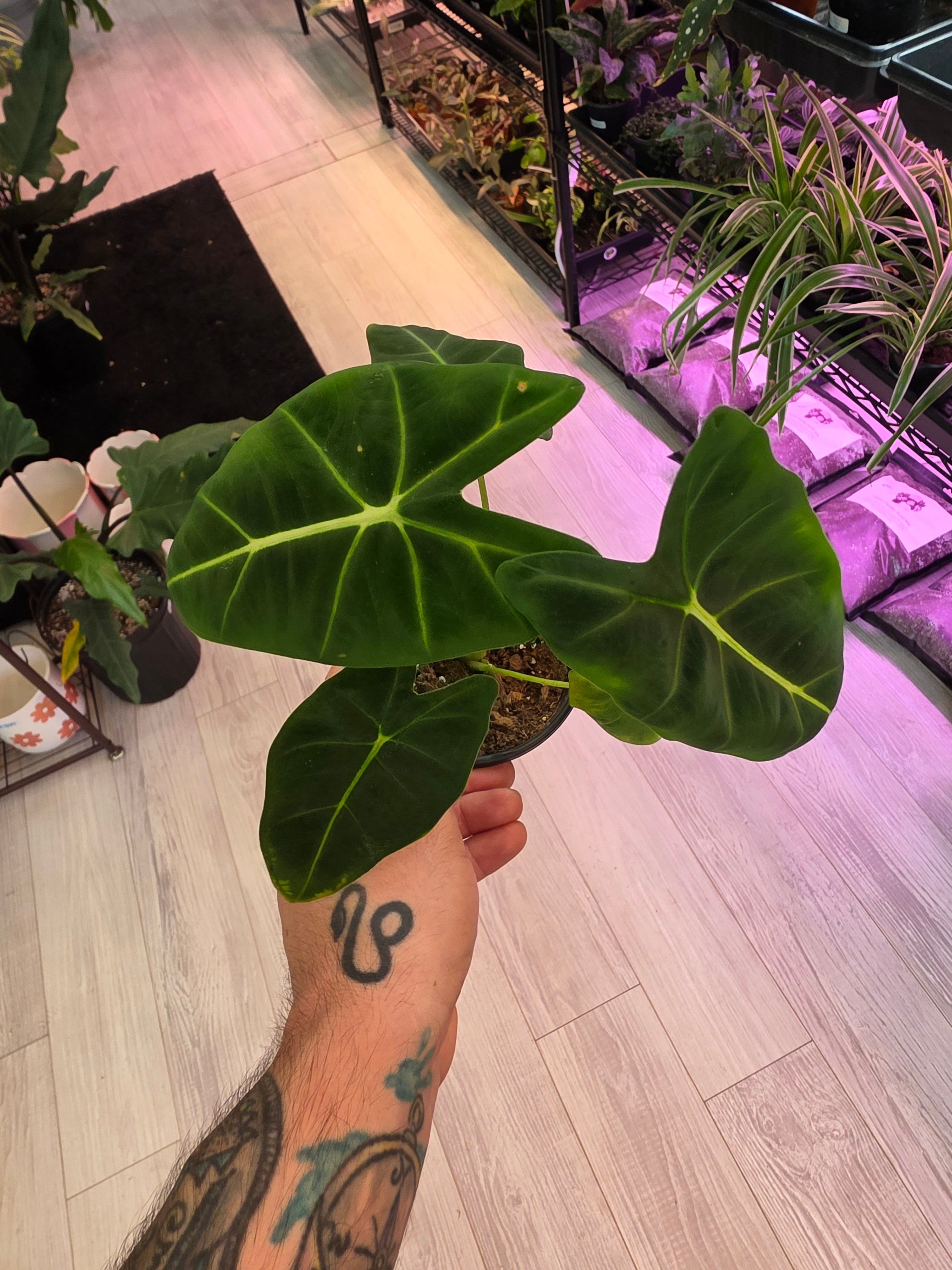 Alocasia Frydek