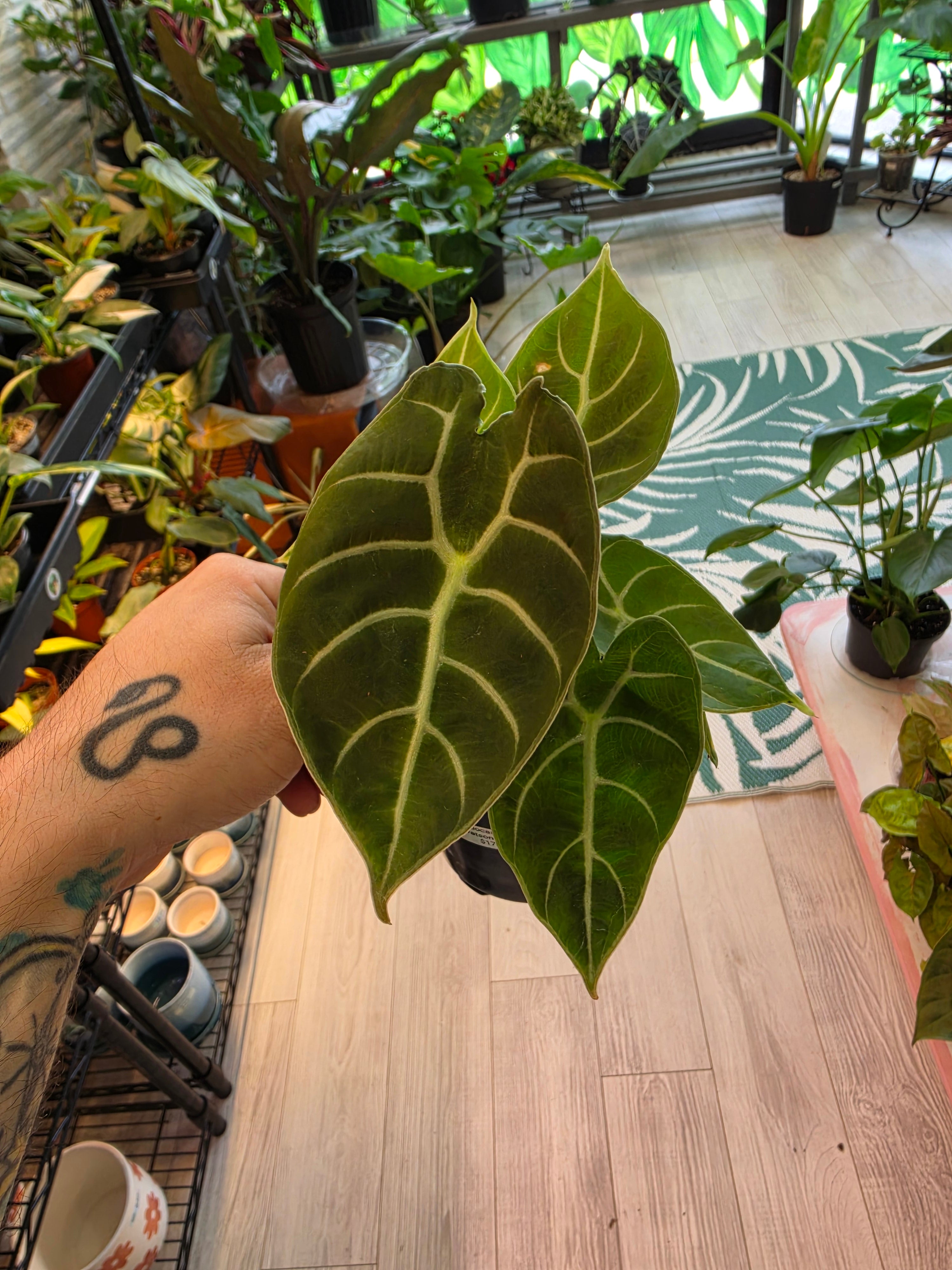Alocasia Watsoniana