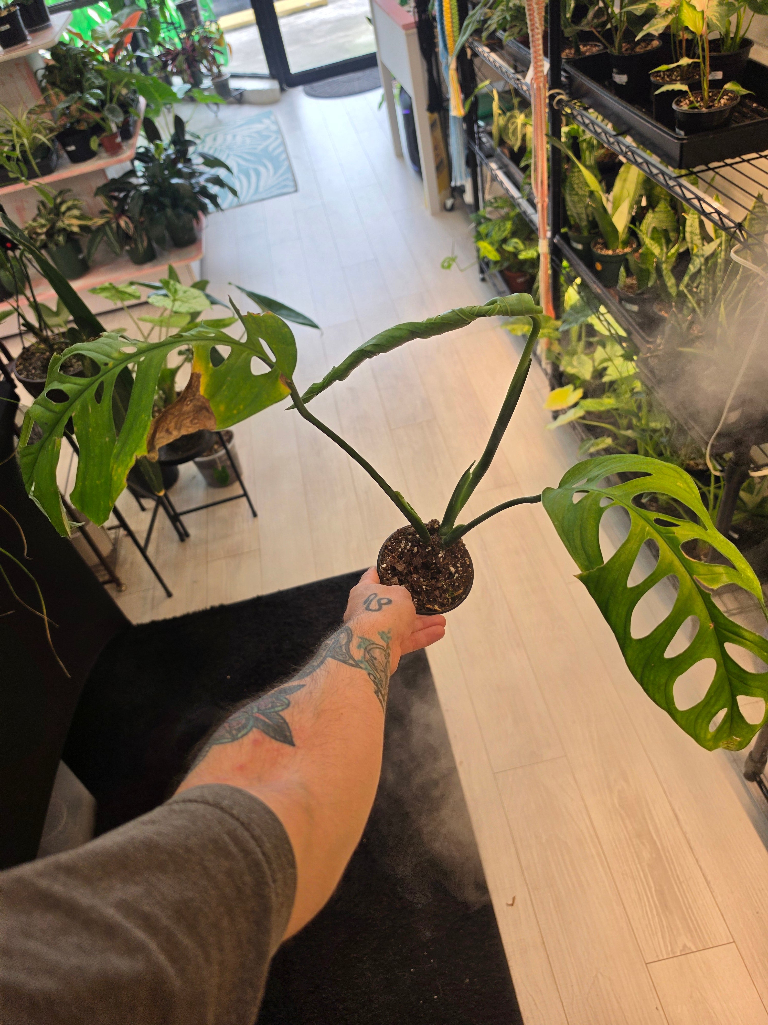 Monstera Esqueleto