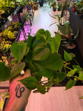 Philodendron Green Heartleaf