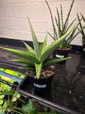 Sanseveria Milano