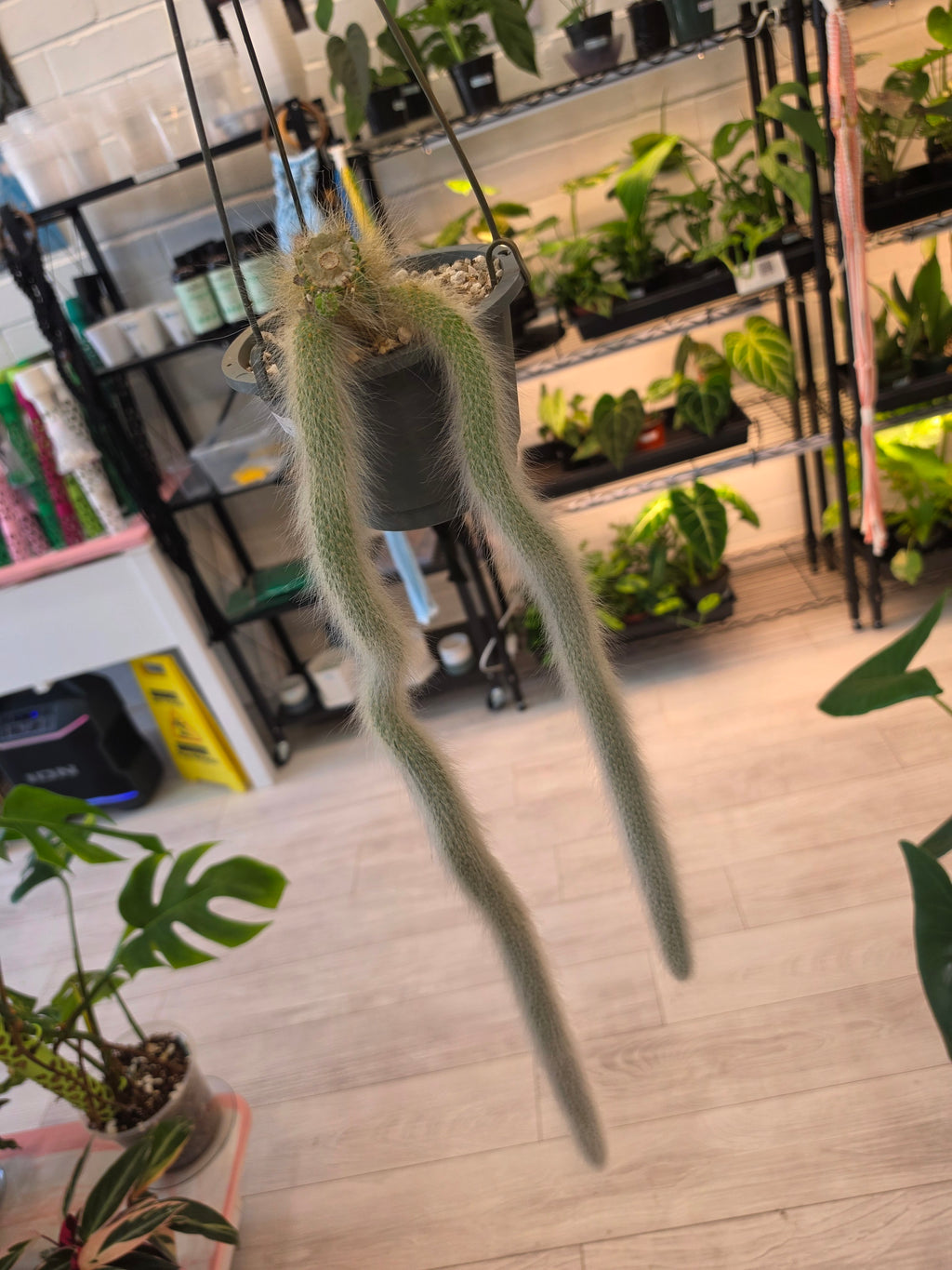 Monkey Tail Cactus