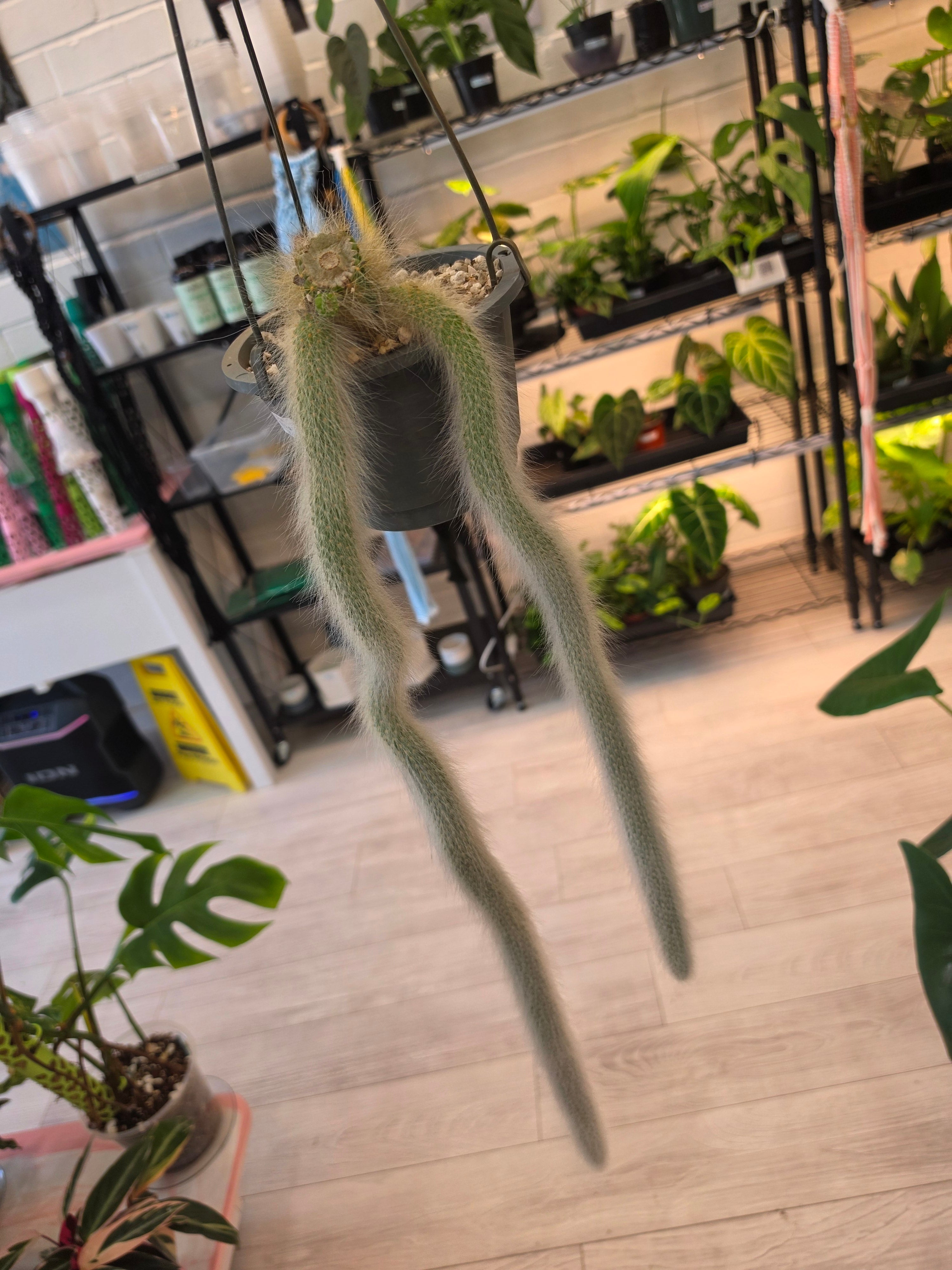 Monkey Tail Cactus