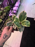 Ficus Tineke