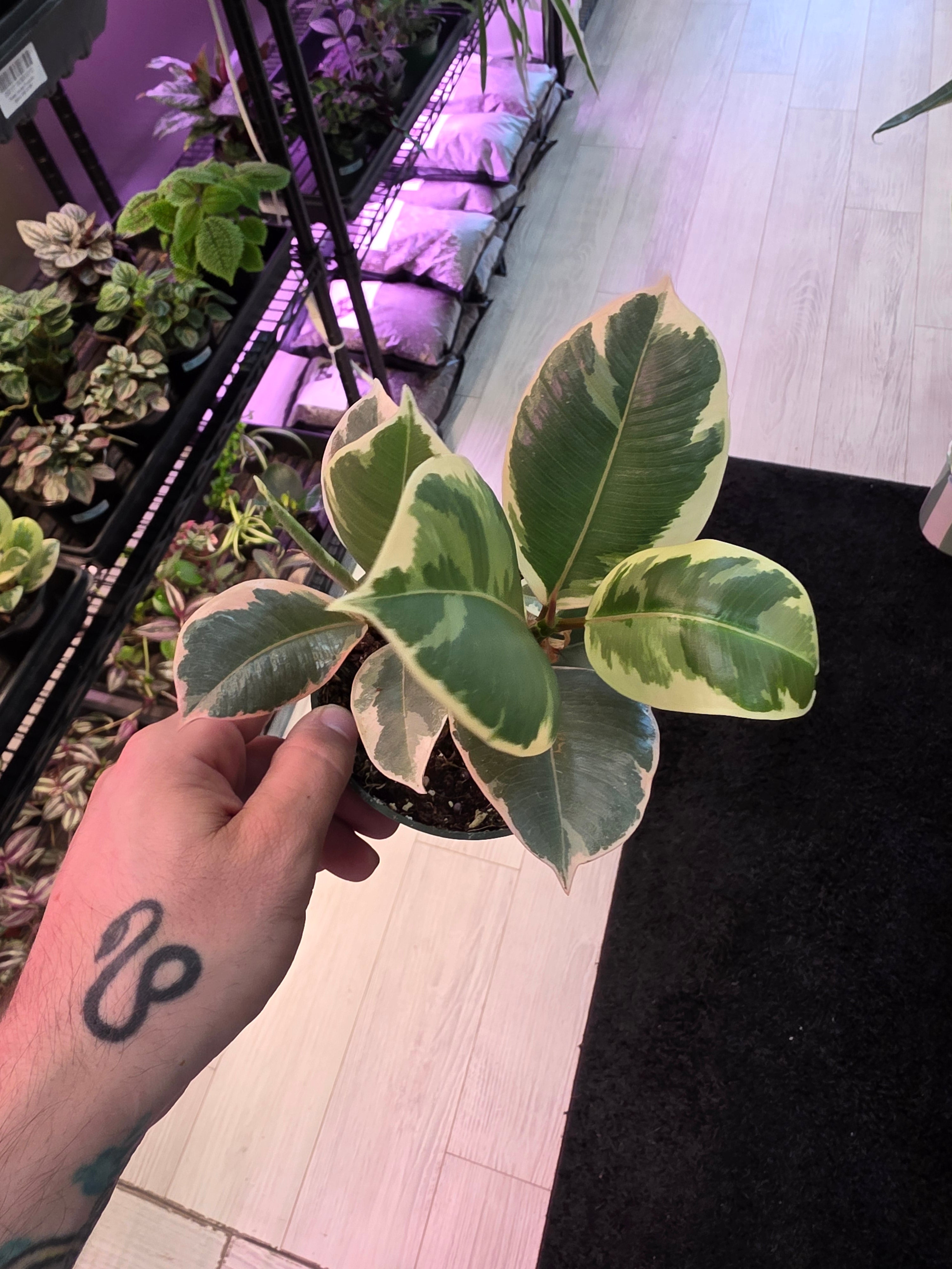 Ficus Tineke