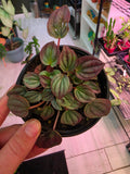 Peperomia Cayenne