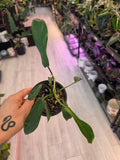 Philodendron Joepii