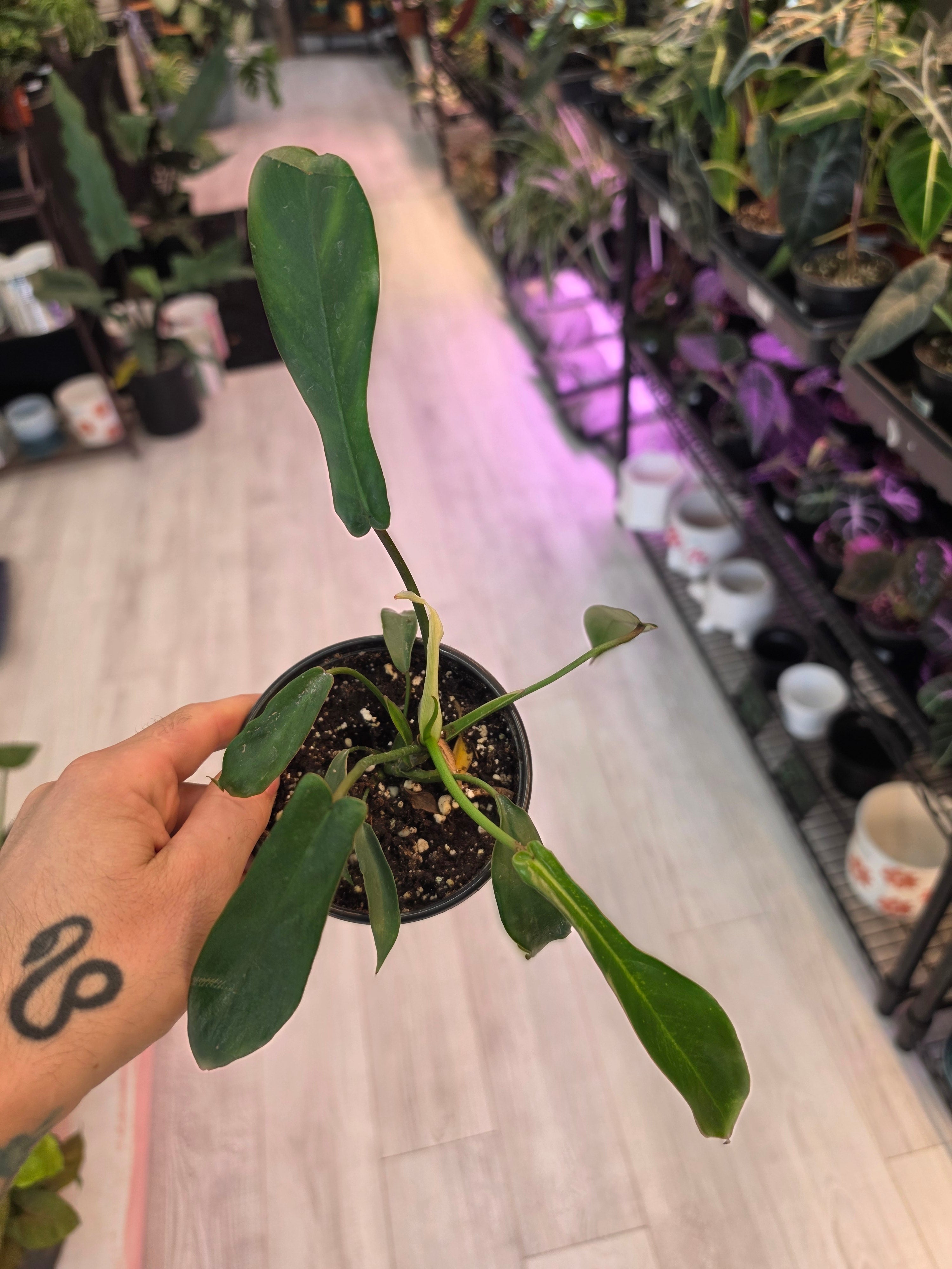 Philodendron Joepii