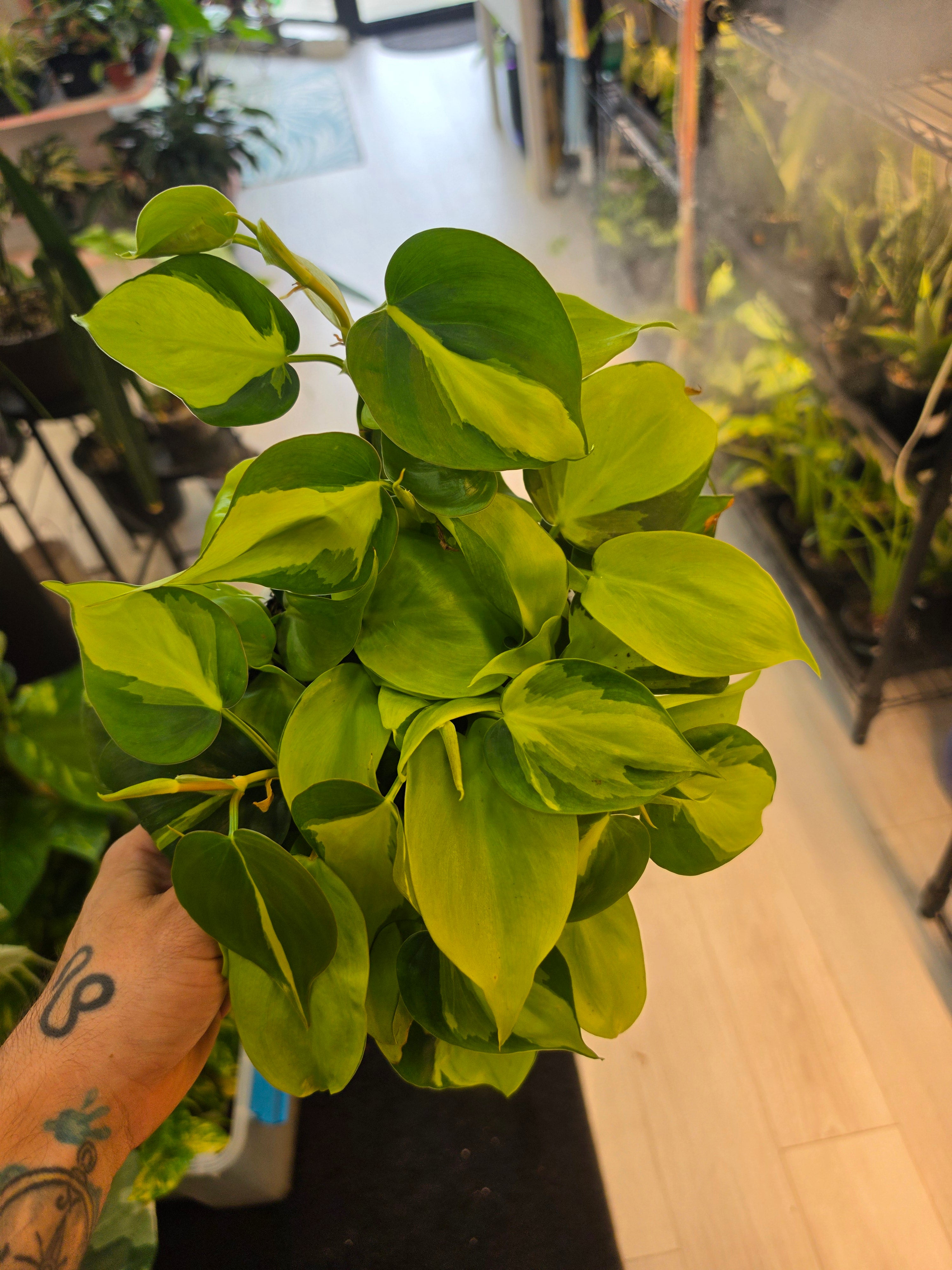 Philodendron Brasil