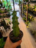 Boobie Cactus