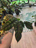 Alocasia Dragon Scale