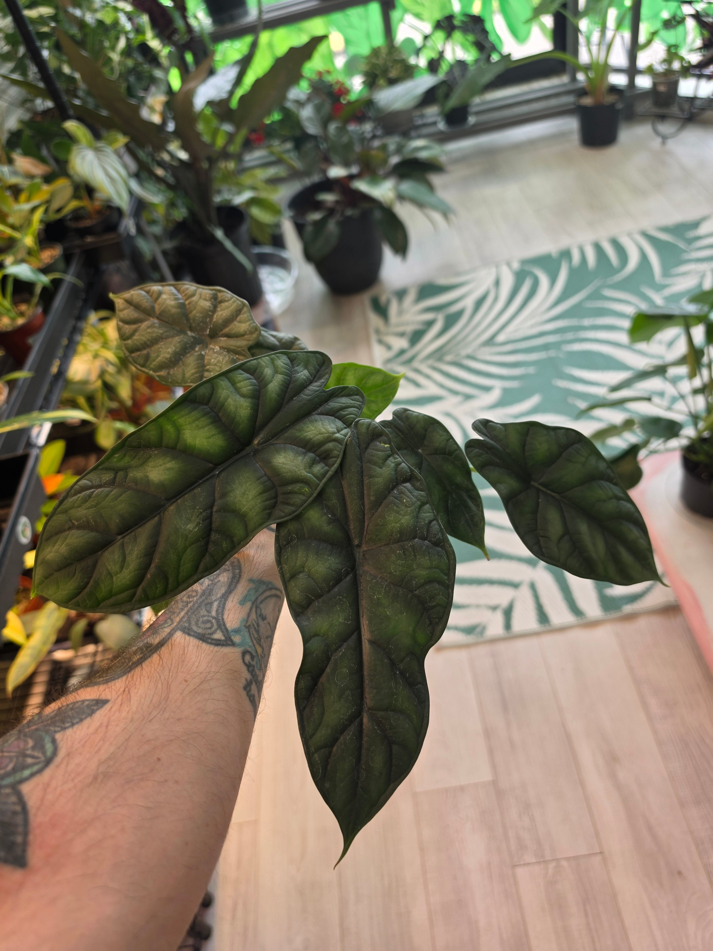 Alocasia Dragon Scale