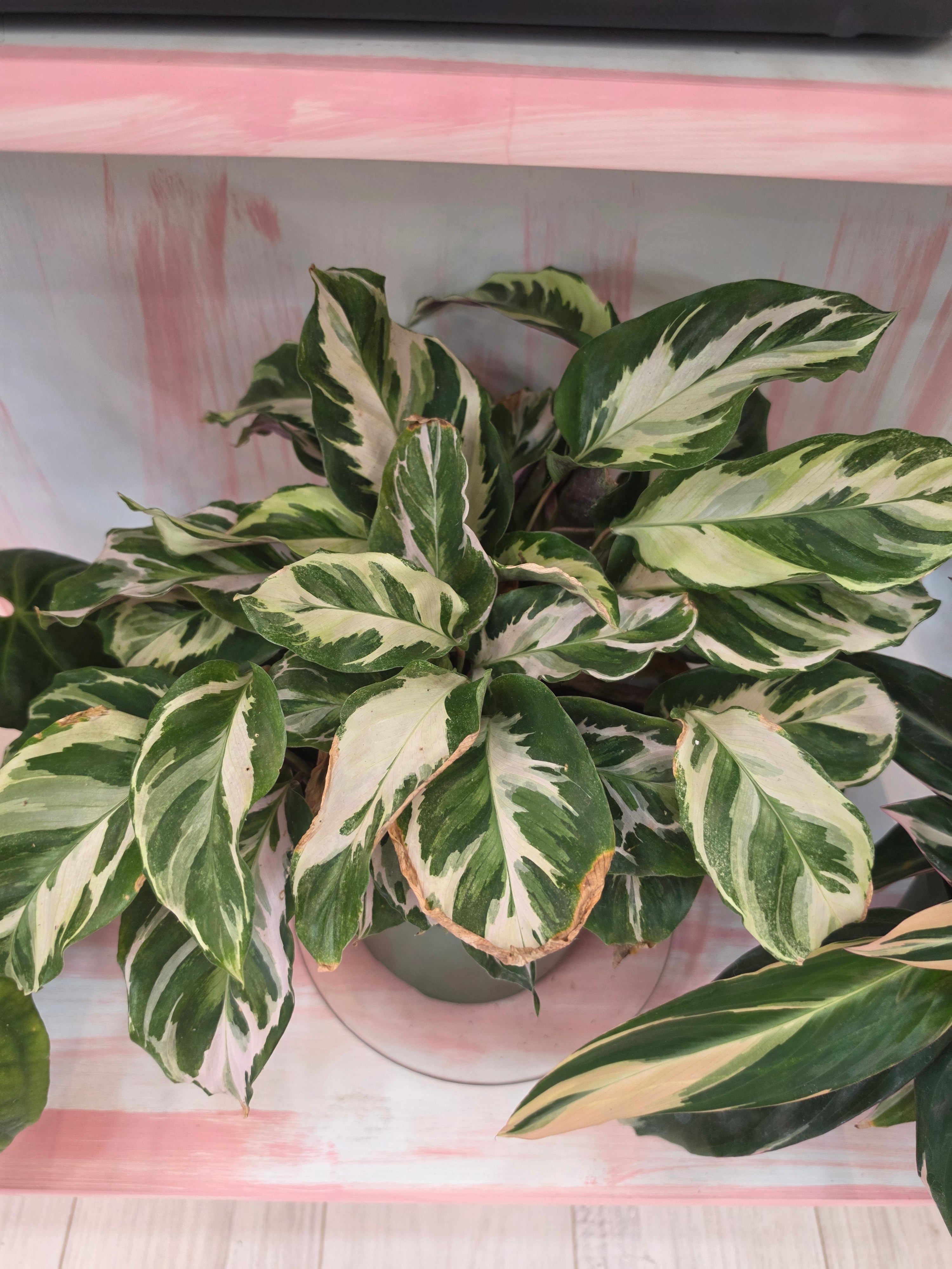 Calathea Stella