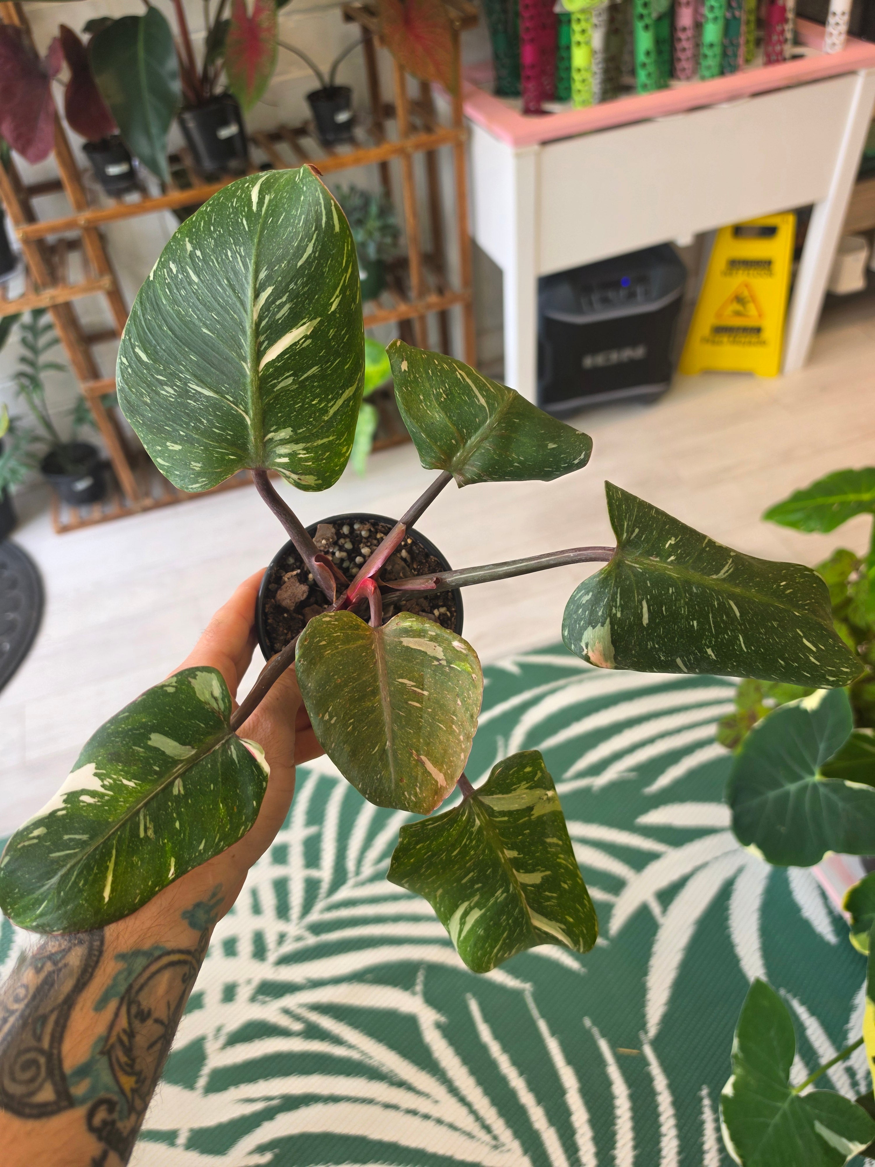 Philodendron White Knight Galaxy