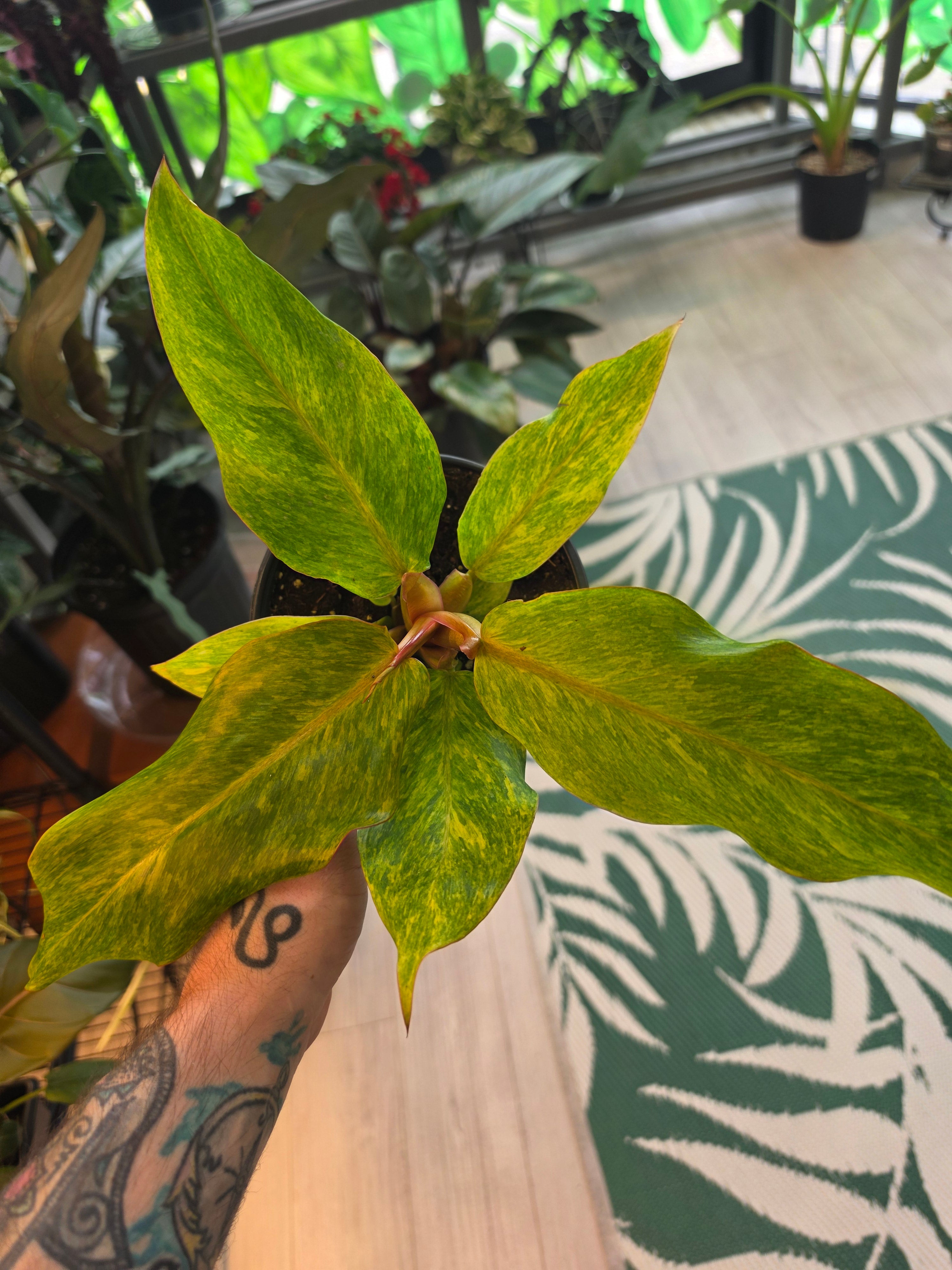 Philodendron Prince of Orange