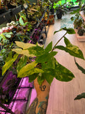 Syngonium Albo