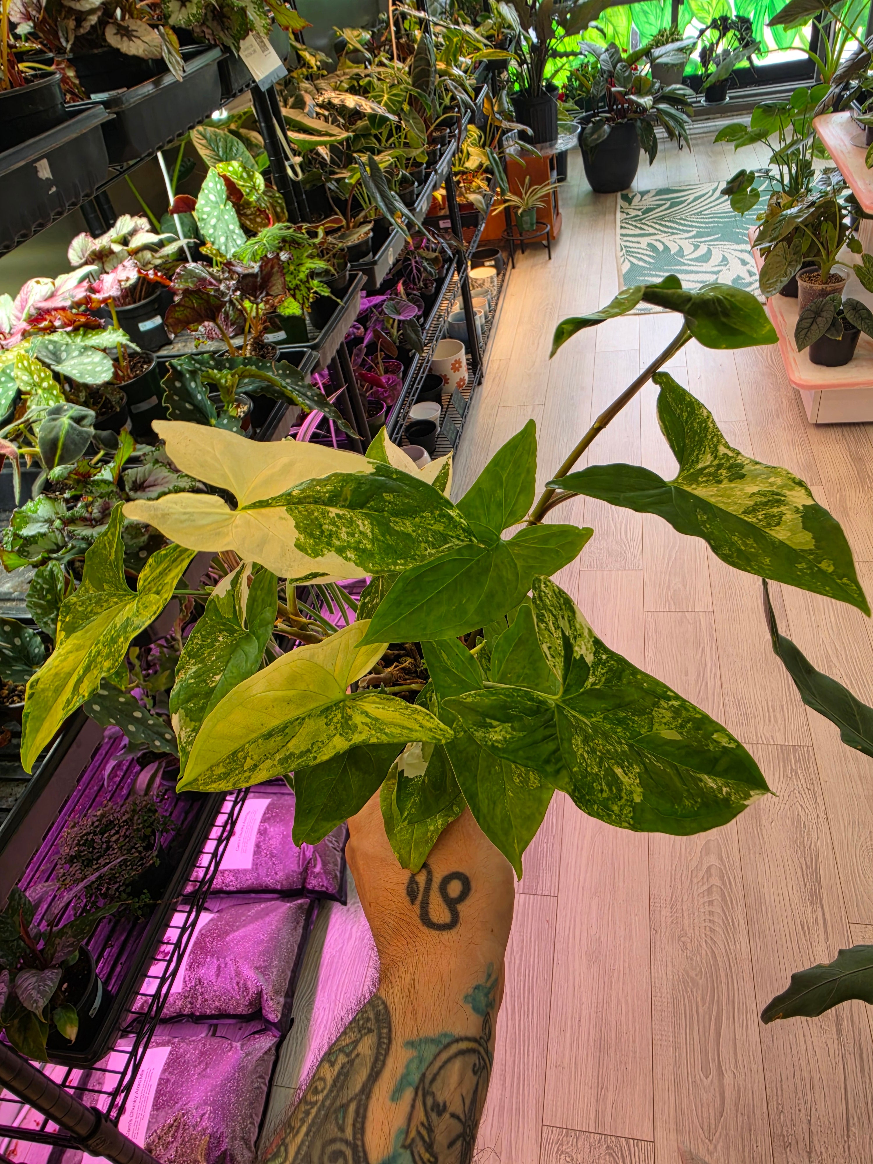 Syngonium Albo