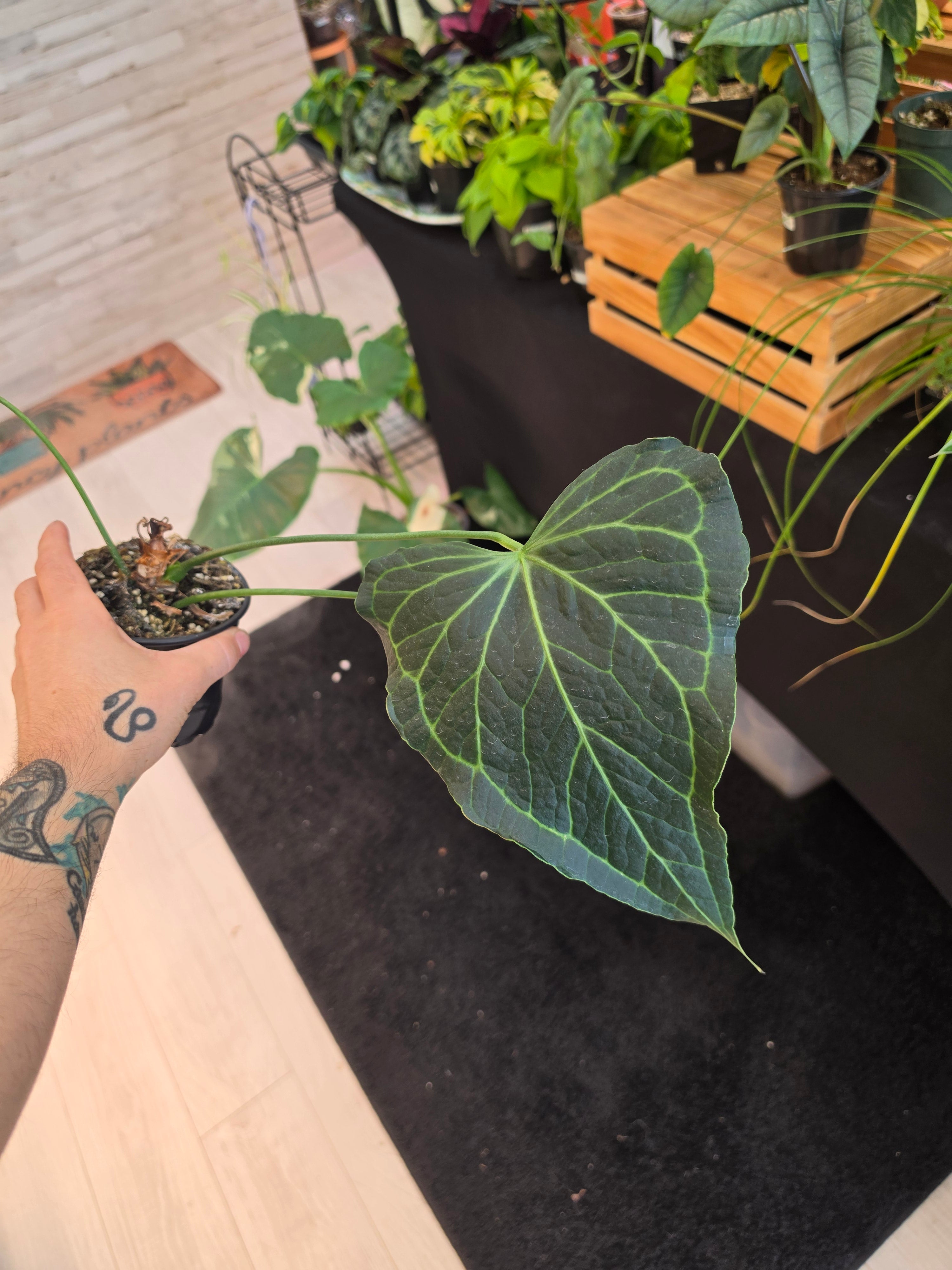 Anthurium Delta Force