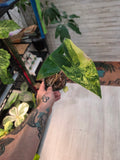 Alocasia Variegated Zebrina Aurea