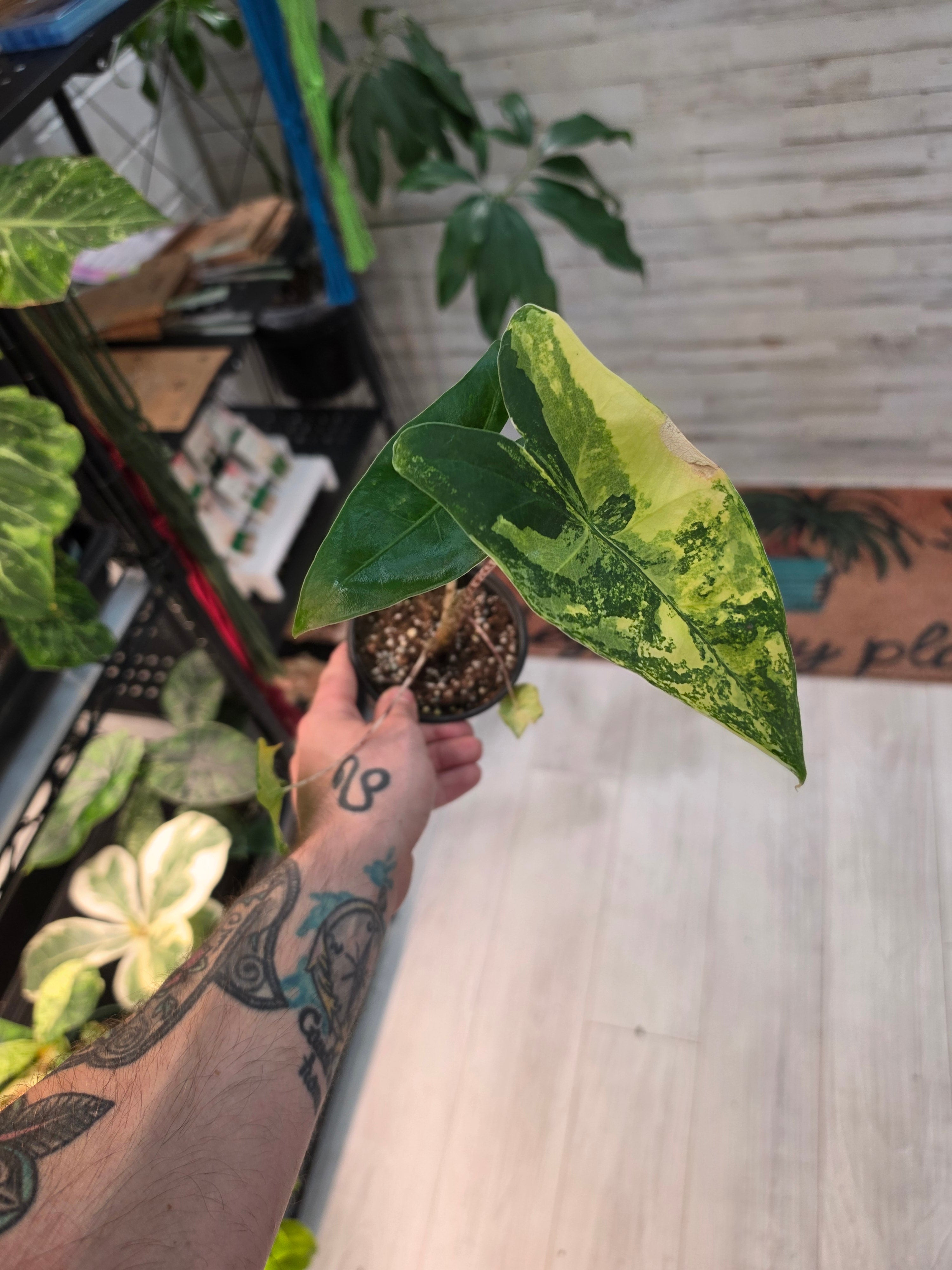 Alocasia Variegated Zebrina Aurea