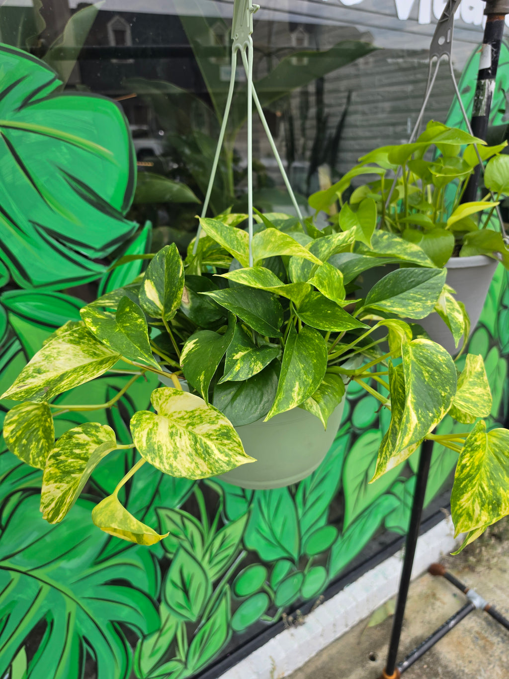Golden Pothos