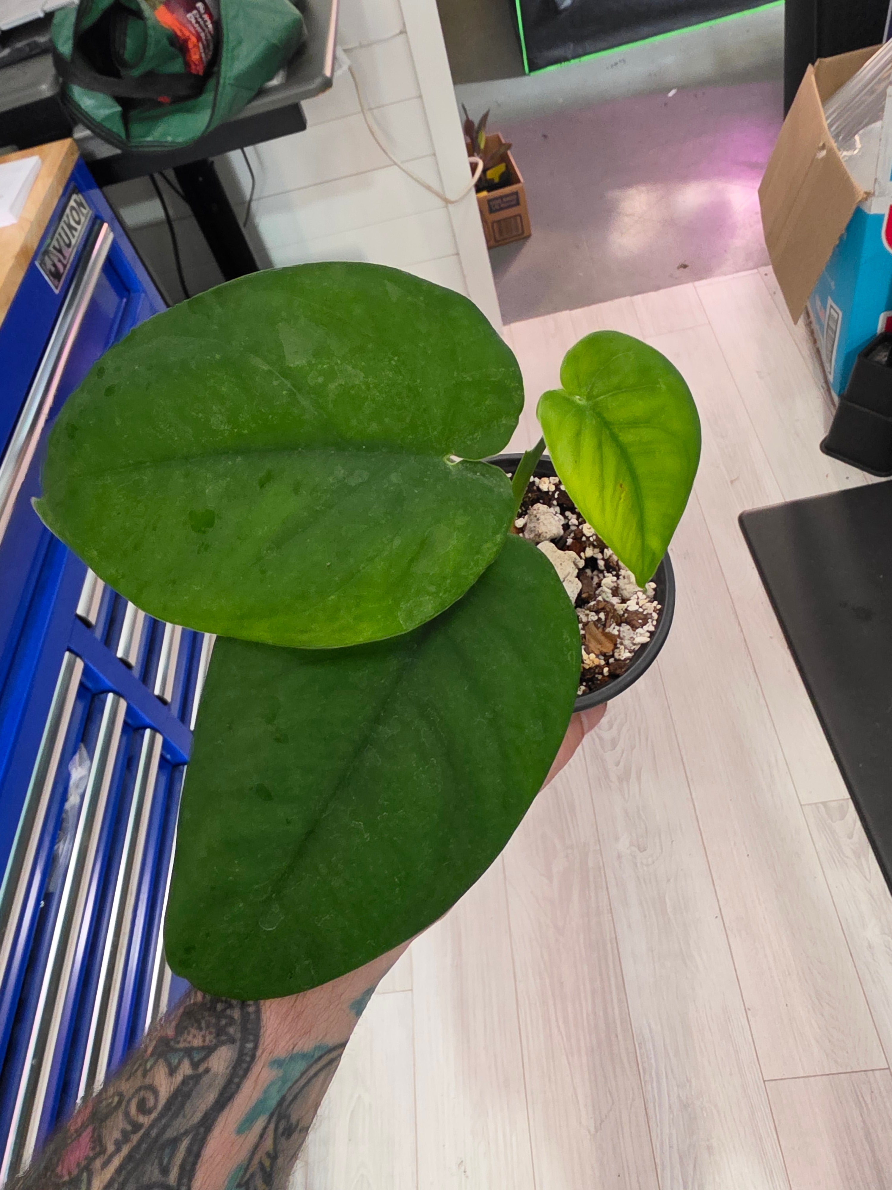 Syngonium Chiapense Albo Reverted